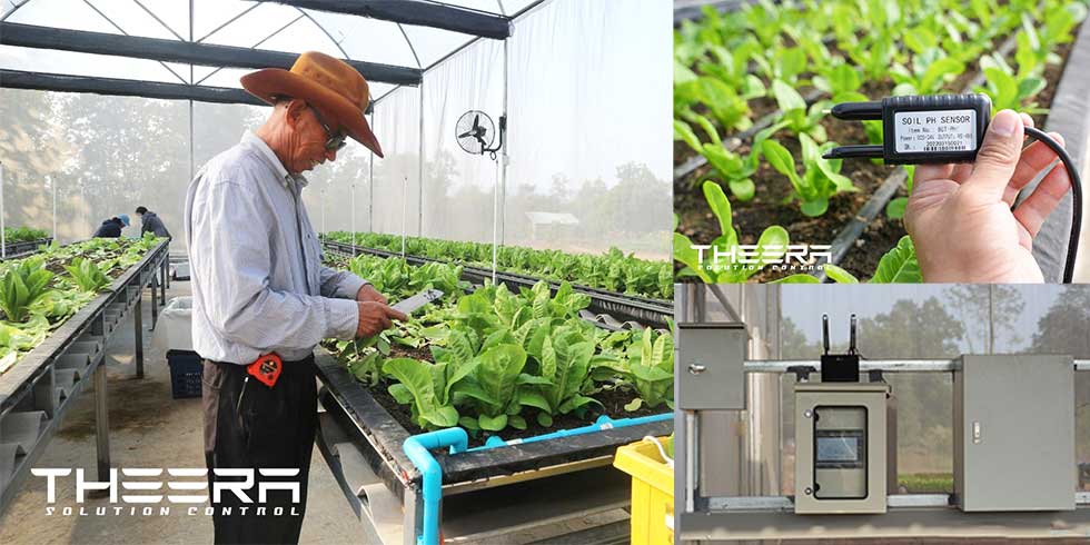 FARMBOOK x THEERA Smart Farming . โครงการความร่วมมือปลูกผักสลัด Organic @วิสาหะกิจชุมชนบ้านกิ่ว อ.แม่ทะ จ.ลำปาง โดย THEERA เป็นผู้สร้างระบบปลูก Smart farm ระบบตรวจวัด Monitoring อุณภูมิ ความชื้น แสง รวมถึง PH และ EC ในดิน, ระบบ IIoT control ควบคุมการรดน้ำ ควบคุมความชื้นและอุณหภูมิในโรงเรือน ควบคุมการเปิดปิดม่านพรางแสง โดยเป็นการควบคุมระยะไกลความแม่นยำสูงผ่าน THEERA Smartfarm Application Platform . หาตลาด และดูแลการขาย Matching เกษตรกร กับผู้ซื้อ พร้อม Profile ของผักและพืชผลการเกษตร โดย FARMBOOK